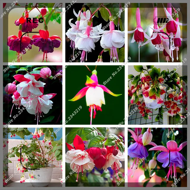 100pcs Fuchsia Bonsai Garden Balcony Lanterns Flowers Begonia Malus Spectabilis Potted Chinese Flowering Decorative Flower Plant
100pcs Fuchsia Bonsai Garden Balcony Lanterns Flowers Begonia Malus Spectabilis Potted Chinese Flowering Decorative Flower Plant
