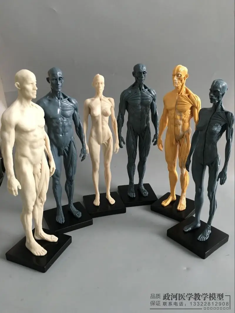 Фото 30cm Art Human Body Model Musculoskeletal Anatomy Structure CG Painting Sculpture Teaching | Канцтовары для офиса и дома