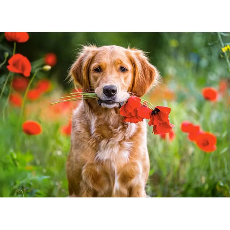NEW Needlework DIY 5D Full Diamond Painting cross stitch Diamond Embroidery Flowers dog square Diamond Mosaic Crafts dog
NEW Needlework DIY 5D Full Diamond Painting cross stitch Diamond Embroidery Flowers dog square Diamond Mosaic Crafts dog