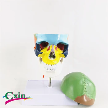 Human skull model skull color separation cervical vertebra model medical teaching
Human skull model skull color separation cervical vertebra model medical teaching