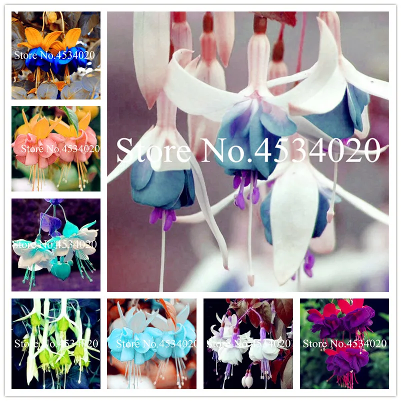 100 pcs Fuchsia Hybrida plant, Bonsai Lantern Flowers flores, perennial flower For home Garden, Semenata of flowers perennial
100 pcs Fuchsia Hybrida plant, Bonsai Lantern Flowers flores, perennial flower For home Garden, Semenata of flowers perennial