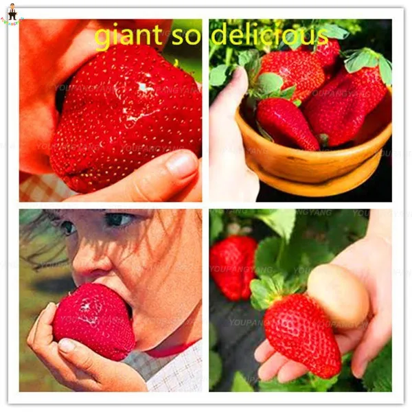 100Pcs 100% True Milk Strawberry plants Potted bonsai Rare Indoor Organic Fruits flower plantas In Bonsai Home Garden Diy
100Pcs 100% True Milk Strawberry plants Potted bonsai Rare Indoor Organic Fruits flower plantas In Bonsai Home Garden Diy