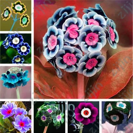 real cheap 200pcs evening primrose Europe primula malacoides mix color bonsai flower for home garden supples plant gift for wife
real cheap 200pcs evening primrose Europe primula malacoides mix color bonsai flower for home garden supples plant gift for wife