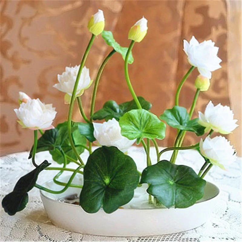 Big promotion! white Water Lily Bonsai Hydroponics 5Pcs Plant Aquatic Plant Flower pot Lotus Bowl Lotus Botanical Garden
Big promotion! white Water Lily Bonsai Hydroponics 5Pcs Plant Aquatic Plant Flower pot Lotus Bowl Lotus Botanical Garden
