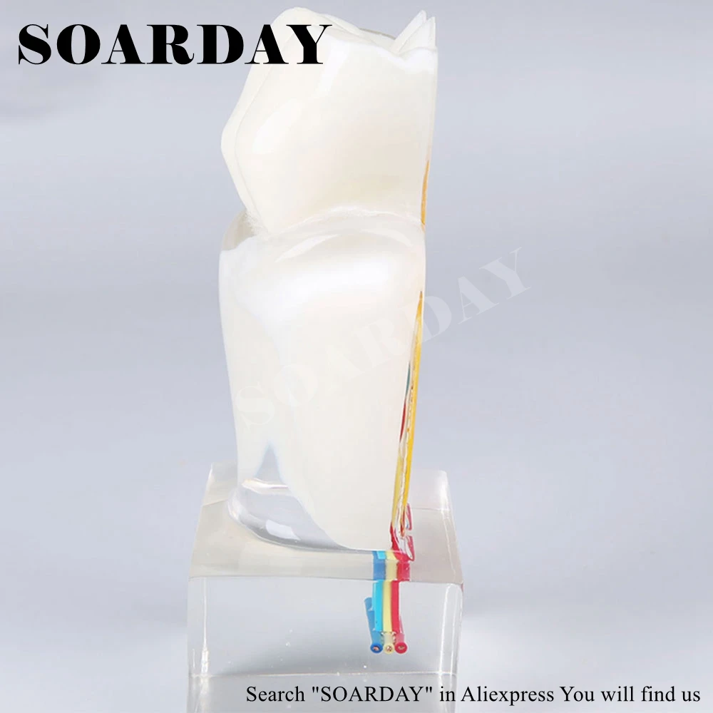Six times the tooth nerve anatomy teaching model (4)