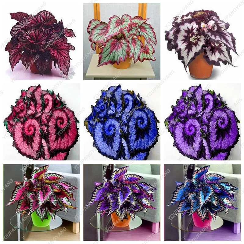 50PCS Unique 24 Colors Begonia bonsai plants Flower Courtyard Balcony Coleus Potted Flower
50PCS Unique 24 Colors Begonia bonsai plants Flower Courtyard Balcony Coleus Potted Flower