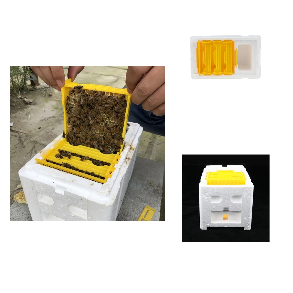 Harvest Bee Beekeeping Box Pollination Box Beekeeping Tool Solid Construction Beekeeping Tools
Harvest Bee Beekeeping Box Pollination Box Beekeeping Tool Solid Construction Beekeeping Tools
