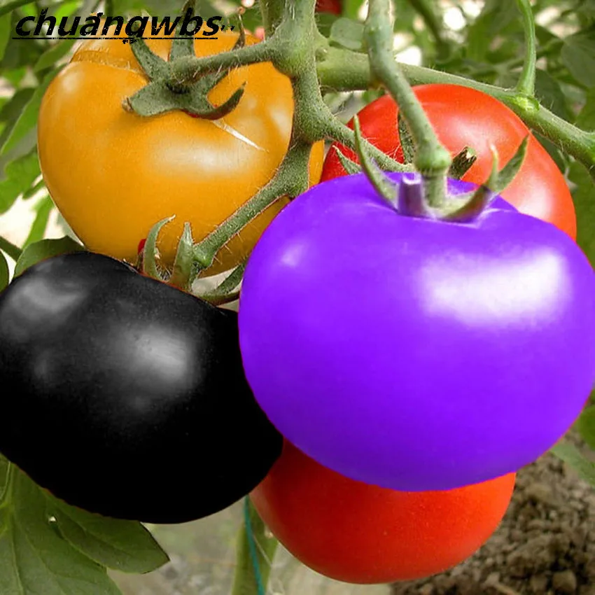 100pcs/bag rainbow tomato, rare tomato, bonsai organic vegetable & fruit,potted plant for home &garden
100pcs/bag rainbow tomato, rare tomato, bonsai organic vegetable & fruit,potted plant for home &garden