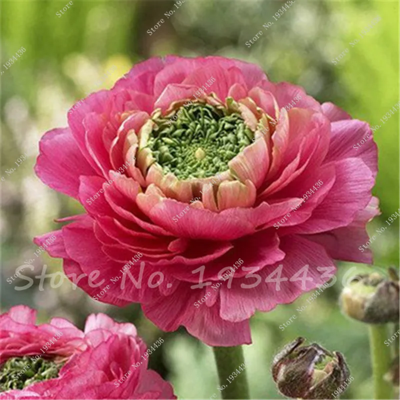 New 50 Pcs / Bag, Ranunculus, Diy Potted Plants, Indoor Pot Germination Rate Of 95% Mixed Colors Flores Para Jardim
New 50 Pcs / Bag, Ranunculus, Diy Potted Plants, Indoor Pot Germination Rate Of 95% Mixed Colors Flores Para Jardim