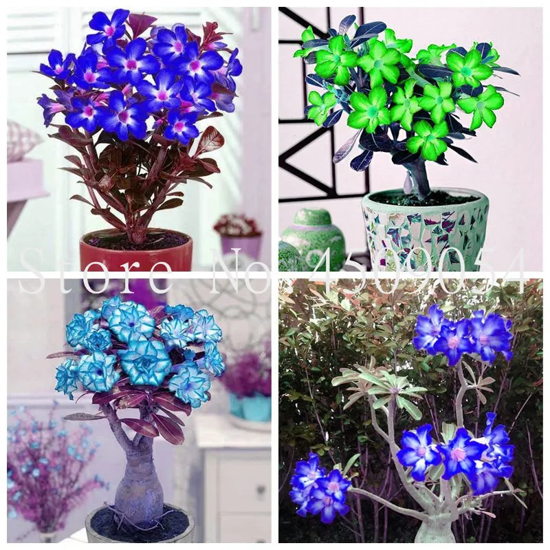 5 pcs Adenium Obesum bonsai Mix Bonsai Desert Rose Flower Plant bonsai For Indoor Plants Rainbow Semente Flor Garden bonsai tree
5 pcs Adenium Obesum bonsai Mix Bonsai Desert Rose Flower Plant bonsai For Indoor Plants Rainbow Semente Flor Garden bonsai tree