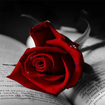 3D Oil Red Rose Princess Bedroom Waterproof Shower Curtain Size180x180cm Polyester Red Rose Purple Butterfly Shower Curtains
3D Oil Red Rose Princess Bedroom Waterproof Shower Curtain Size180x180cm Polyester Red Rose Purple Butterfly Shower Curtains