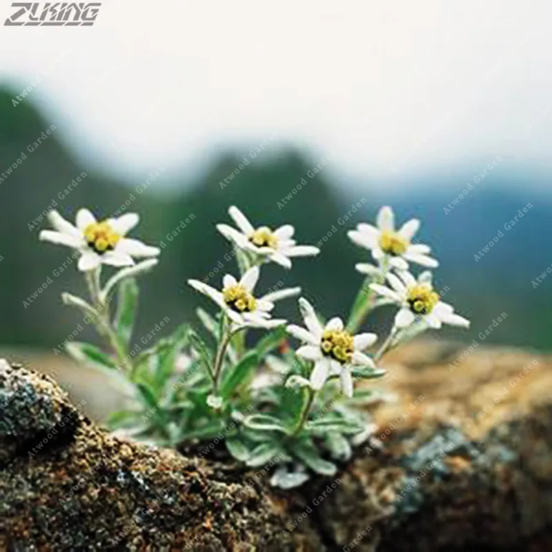 100 pcs Pure Sacred Flowers Brave White Edelweiss Bonsai Austrian Country Flower Garden Dotted Plants Understory
100 pcs Pure Sacred Flowers Brave White Edelweiss Bonsai Austrian Country Flower Garden Dotted Plants Understory