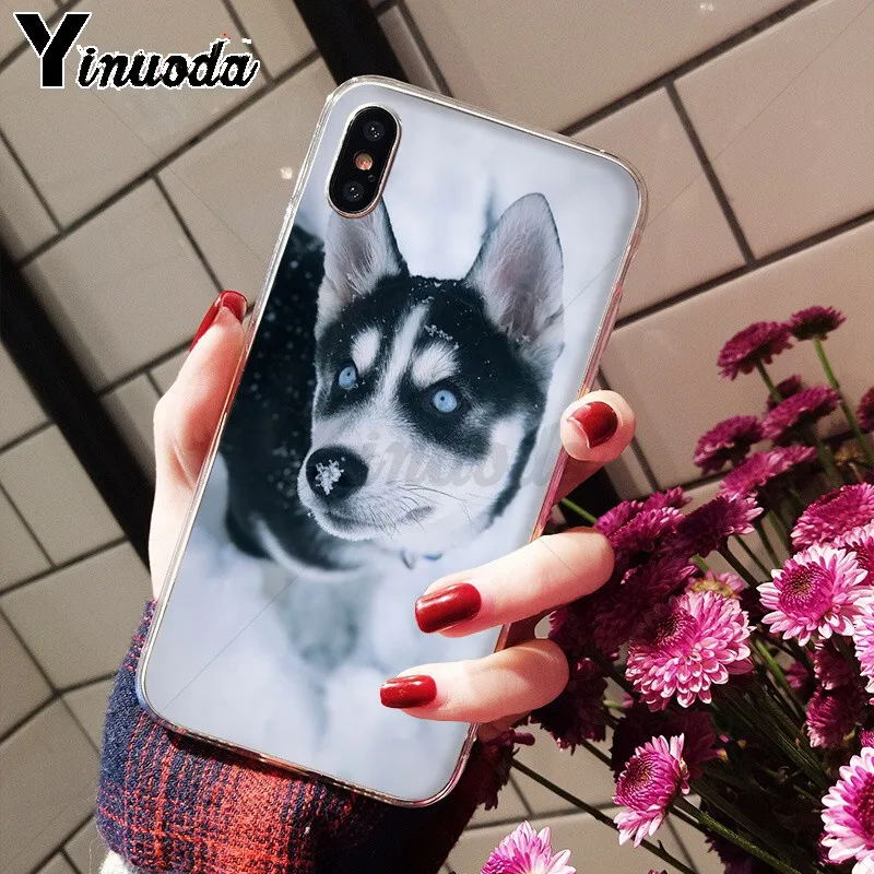 Animal Husky cute Puppy Dog