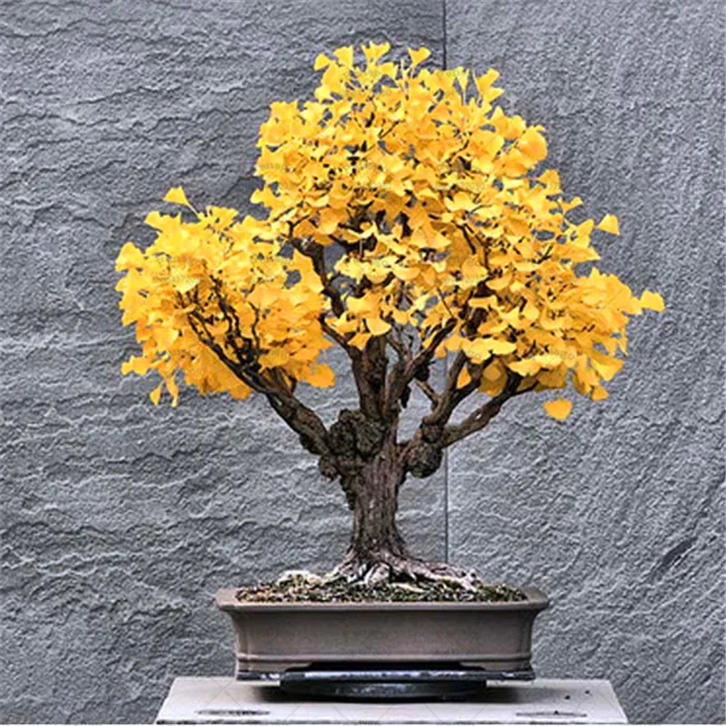 Office Bonsai Plants 2pcs/bag Ginkgo Tree Semilla Potted P for Home Garden Decoration Supplies
Office Bonsai Plants 2pcs/bag Ginkgo Tree Semilla Potted P for Home Garden Decoration Supplies