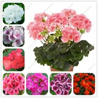 Big-Promotions-50pcs-a-Bag-Geranium-Seeds-Garden-Flowers-Perennial-Fleur-Graine-Geranium-Indoor-Plants-Seed.jpg_200x200