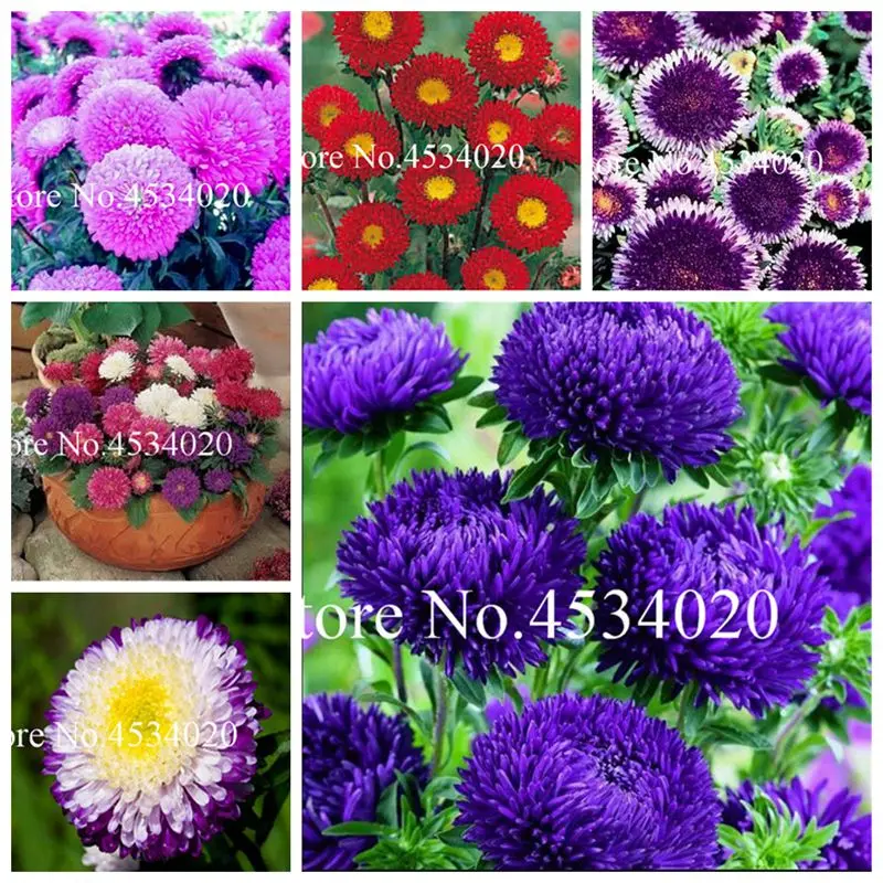100 pcs Chinese Aster bonsai, Strong ability to reproduce, bonsai plant for home garden and courtyard In Flower Pots Planters
100 pcs Chinese Aster bonsai, Strong ability to reproduce, bonsai plant for home garden and courtyard In Flower Pots Planters
