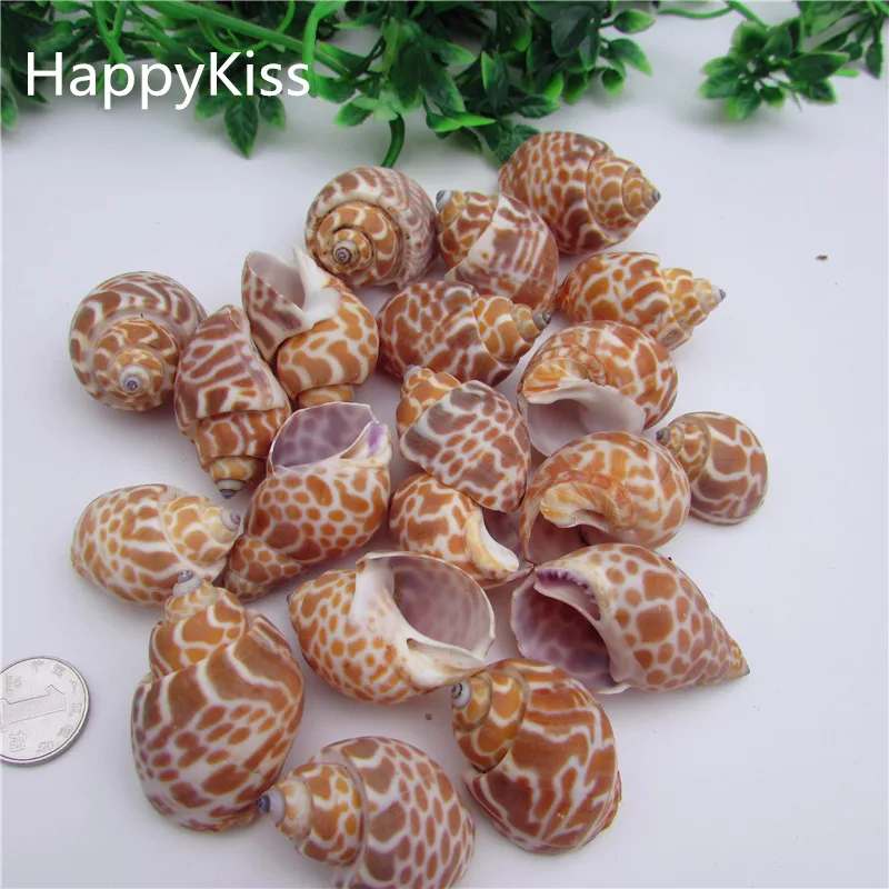 HappyKiss 2pcs big Natural conch shells bandits screw drift seafish accessories platform microscopic potted creative diy 
HappyKiss 2pcs big Natural conch shells bandits screw drift seafish accessories platform microscopic potted creative diy