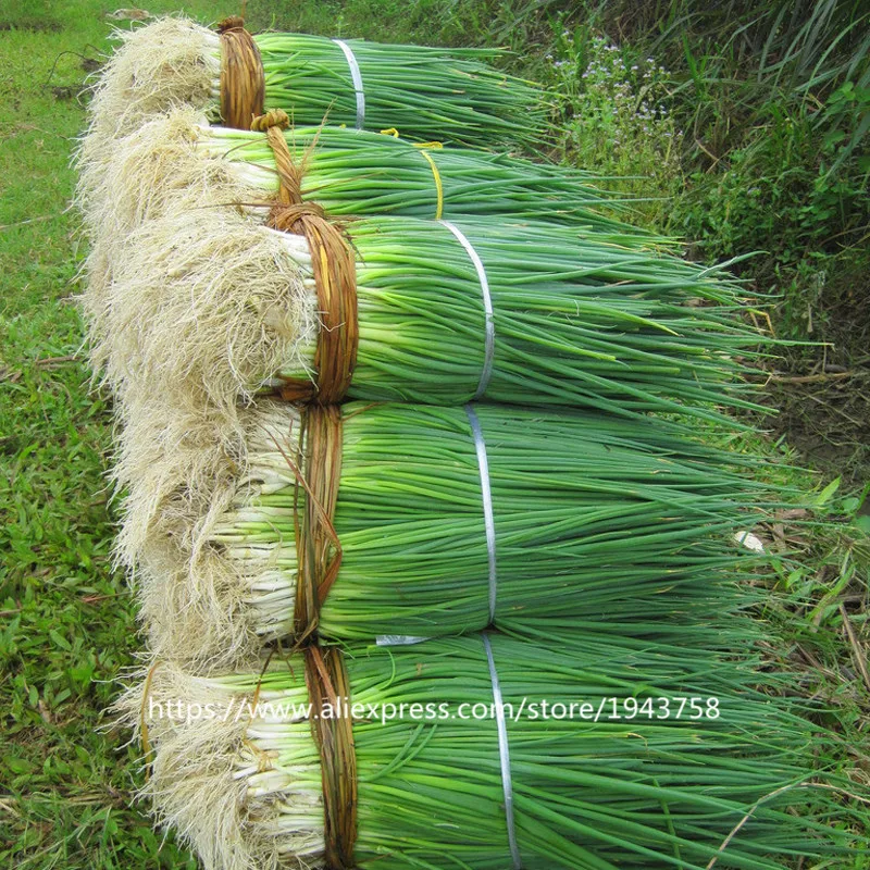 100pcs spring onion ,Giant Chinese Green Onion ,Chinese Vegetable ,Home Garden Bonsai Plant
100pcs spring onion ,Giant Chinese Green Onion ,Chinese Vegetable ,Home Garden Bonsai Plant