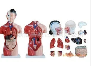 First aid MEDICAL TRAINING Minikin 42cm female model 15 human body human model human model Flaux skin
First aid MEDICAL TRAINING Minikin 42cm female model 15 human body human model human model Flaux skin