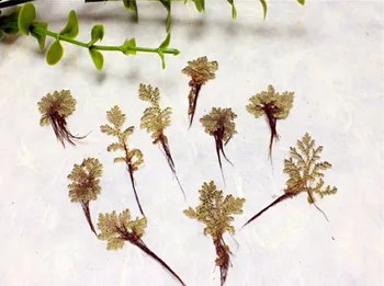 120pcs Pressed Dried Lemna Minor Grass Flower Plant Herbarium Craft DIY Postcard Invitation Card Making Accessories
120pcs Pressed Dried Lemna Minor Grass Flower Plant Herbarium Craft DIY Postcard Invitation Card Making Accessories