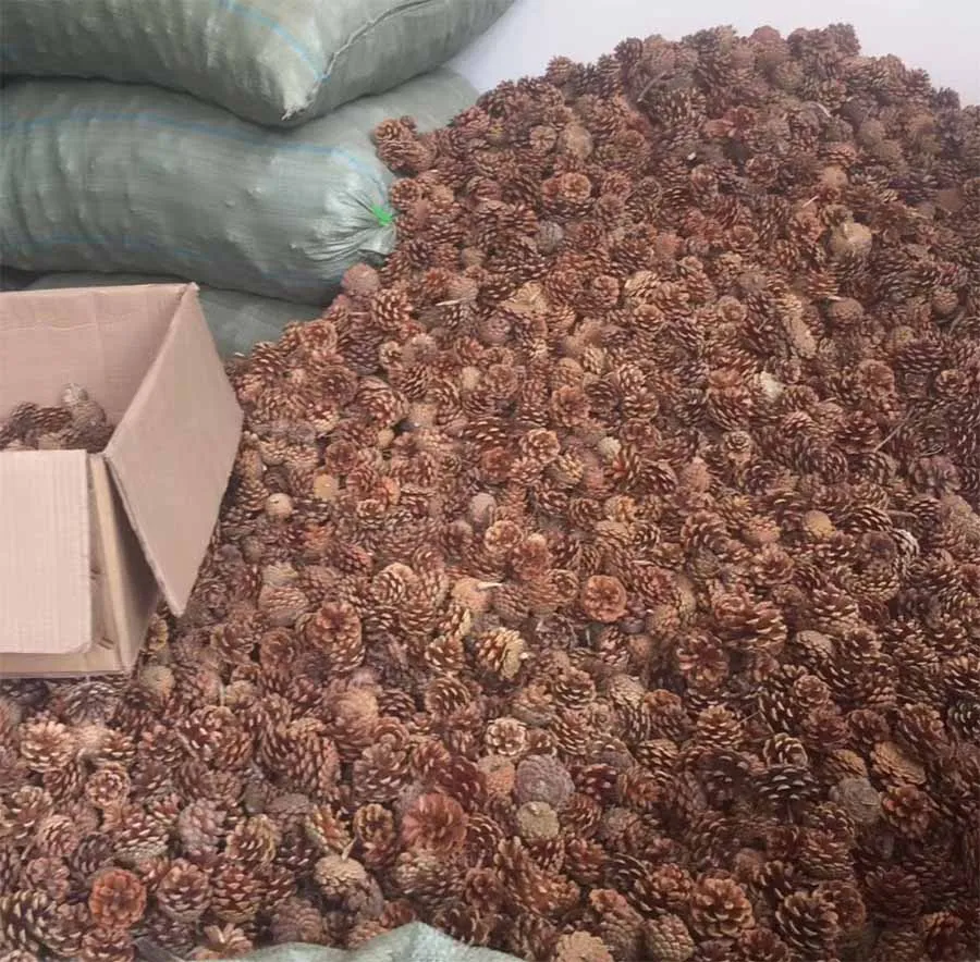 50pcs Dried Natural Color Pinecone Pine Cone Fruit For Wedding Party Home Hotel Decoration DIY Bouquet Vase Craft Accessory
50pcs Dried Natural Color Pinecone Pine Cone Fruit For Wedding Party Home Hotel Decoration DIY Bouquet Vase Craft Accessory