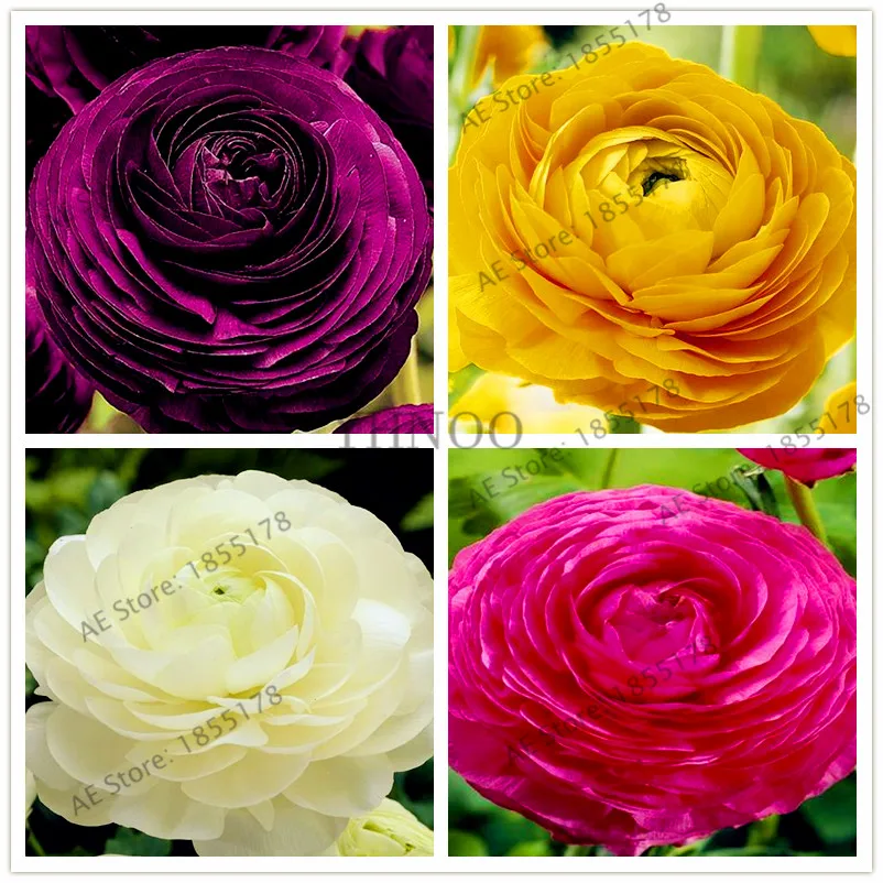 50pcs/bag Ranunculus Asiaticus Flower Plantas,Persian Buttercup Flores pot flower plant garden bonsai DIY home plant
50pcs/bag Ranunculus Asiaticus Flower Plantas,Persian Buttercup Flores pot flower plant garden bonsai DIY home plant