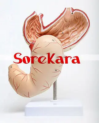 1:1 Human Anatomical Stomach Organ Viscera Medical Art Teach Model School Hospital
1:1 Human Anatomical Stomach Organ Viscera Medical Art Teach Model School Hospital