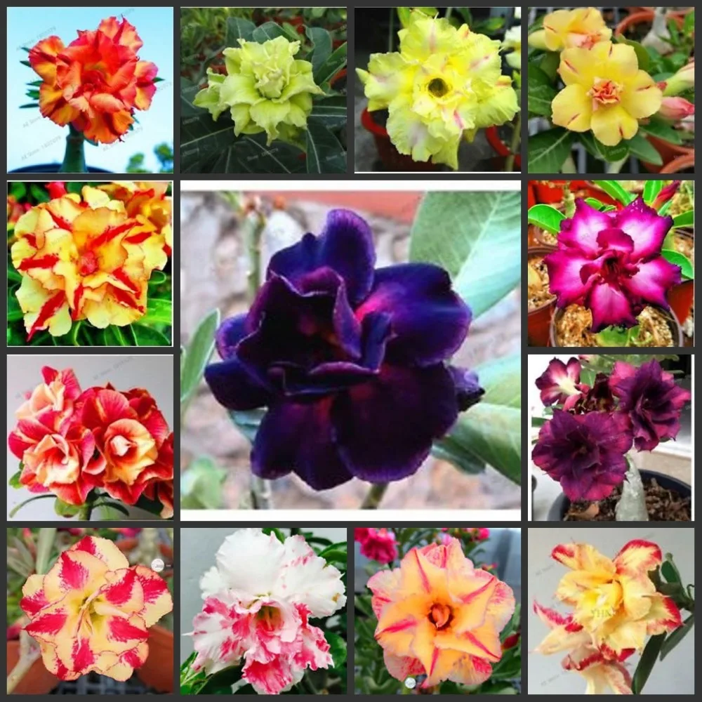 10pcs 100% Fresh Real Adenium Obesum semillas - Bonsai Desert Rose Flower Plant Sementes - Easy to Grow
10pcs 100% Fresh Real Adenium Obesum semillas - Bonsai Desert Rose Flower Plant Sementes - Easy to Grow