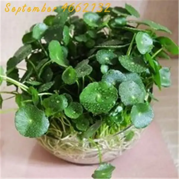 2019 selling 100pcs Bonsai horseshoe Gold Flowers Small Money Grass Small Horseshoe Gold Hanging Hydroponics Free shipping
2019 selling 100pcs Bonsai horseshoe Gold Flowers Small Money Grass Small Horseshoe Gold Hanging Hydroponics Free shipping