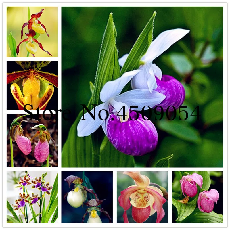 Bonsai 100 Pcs Phalaenopsis Orchid Bonsai Adorable Butterfly Orchid Flower Bonsai Sky Blue Plant Garden Plants Potted plant
Bonsai 100 Pcs Phalaenopsis Orchid Bonsai Adorable Butterfly Orchid Flower Bonsai Sky Blue Plant Garden Plants Potted plant