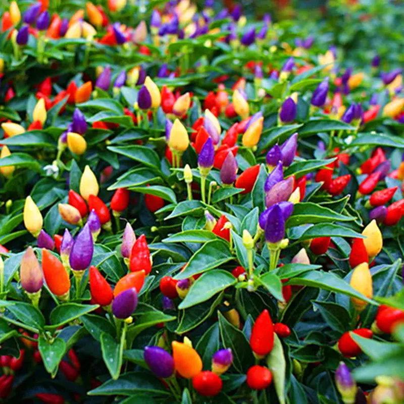 200Pcs Ornamental pepper For Home Garden Courtyard Decoration Ornamental Pepper Seeding Organic Chilli Pepper SeedsPlant
200Pcs Ornamental pepper For Home Garden Courtyard Decoration Ornamental Pepper Seeding Organic Chilli Pepper SeedsPlant