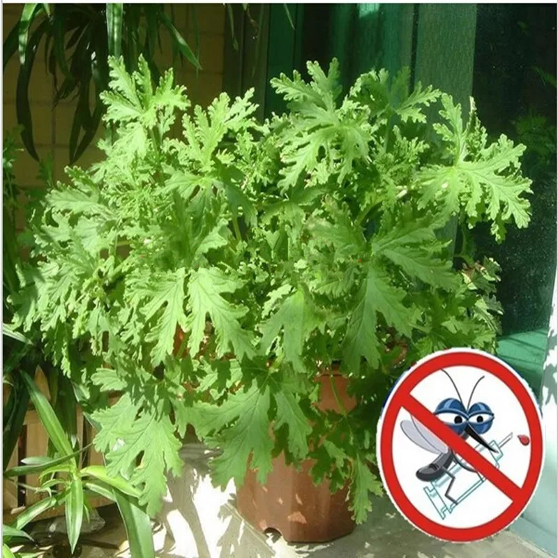 Mosquito Repelling Grass Mozzie Buster Sweetgrass bonsais. Garden & Home Bonsai Plant. Indoor Plant 10pcs(chu chong ju)
Mosquito Repelling Grass Mozzie Buster Sweetgrass bonsais. Garden & Home Bonsai Plant. Indoor Plant 10pcs(chu chong ju)