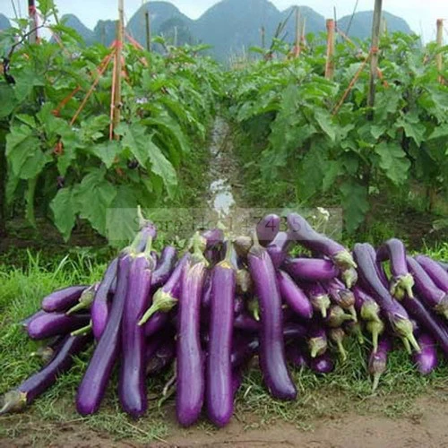 200 Pcs Black Purple Yellow Eggplant,Italian Eggplant Bonsai,Rare Aubergine, Organic Fruit Vegetable,Plant for Home Garden
200 Pcs Black Purple Yellow Eggplant,Italian Eggplant Bonsai,Rare Aubergine, Organic Fruit Vegetable,Plant for Home Garden