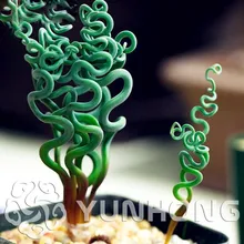 100 pcs Rare Sprial Grama Flor bonsai Vasos de Suculentas Bonsai planta Grama Bonsai DIY Jardim Home Planta Exótica Interessante(China)