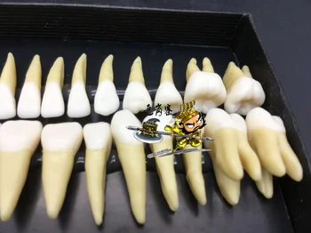 Dentist Exam Preparation Teeth Simulation model Dentition Root Canal Exercise Resin Teeth teaching Model
Dentist Exam Preparation Teeth Simulation model Dentition Root Canal Exercise Resin Teeth teaching Model