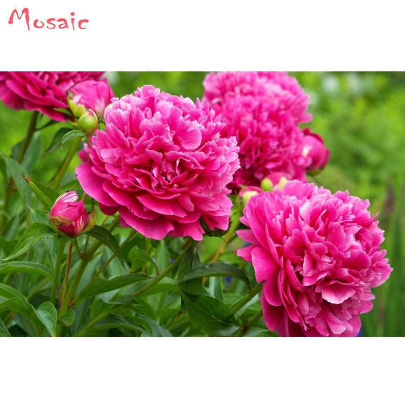 Diamond Painting Red Peony Flower Pictures Of Rhinestones Diamond Mosaic Sale Home Decoration Diamond Embroidery Full Square
Diamond Painting Red Peony Flower Pictures Of Rhinestones Diamond Mosaic Sale Home Decoration Diamond Embroidery Full Square