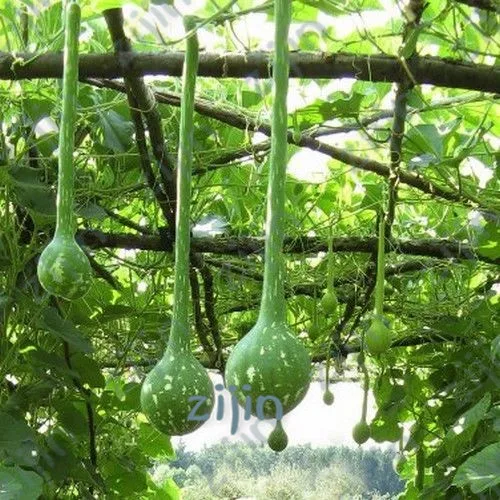20Pcs/ Bag Dipper Gourd Bonsai Rare Vegetable Bonsai Climbing Melon Like Cucumber Non-GMO Bonsai Creepers Plant
20Pcs/ Bag Dipper Gourd Bonsai Rare Vegetable Bonsai Climbing Melon Like Cucumber Non-GMO Bonsai Creepers Plant