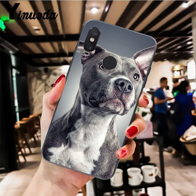 Pit Bull Dog Pitbull Puppy Animal