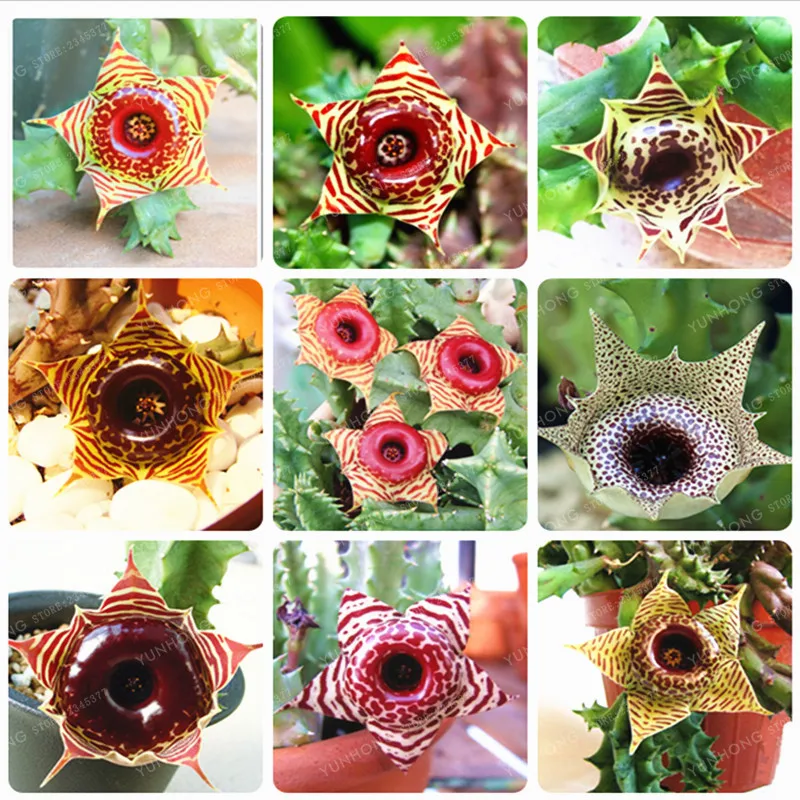 100 Pcs Huernia zebrina Bonsai lithops Pseudotruncatella Succulents Raw Stone Bonsai DIY Home Garden Planting Easy To Grow
100 Pcs Huernia zebrina Bonsai lithops Pseudotruncatella Succulents Raw Stone Bonsai DIY Home Garden Planting Easy To Grow