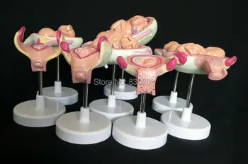 Human anatomy medical skeleton anatomical instruments Female Catheterisation Training Model Fetal Development skull Baby Fetus
Human anatomy medical skeleton anatomical instruments Female Catheterisation Training Model Fetal Development skull Baby Fetus