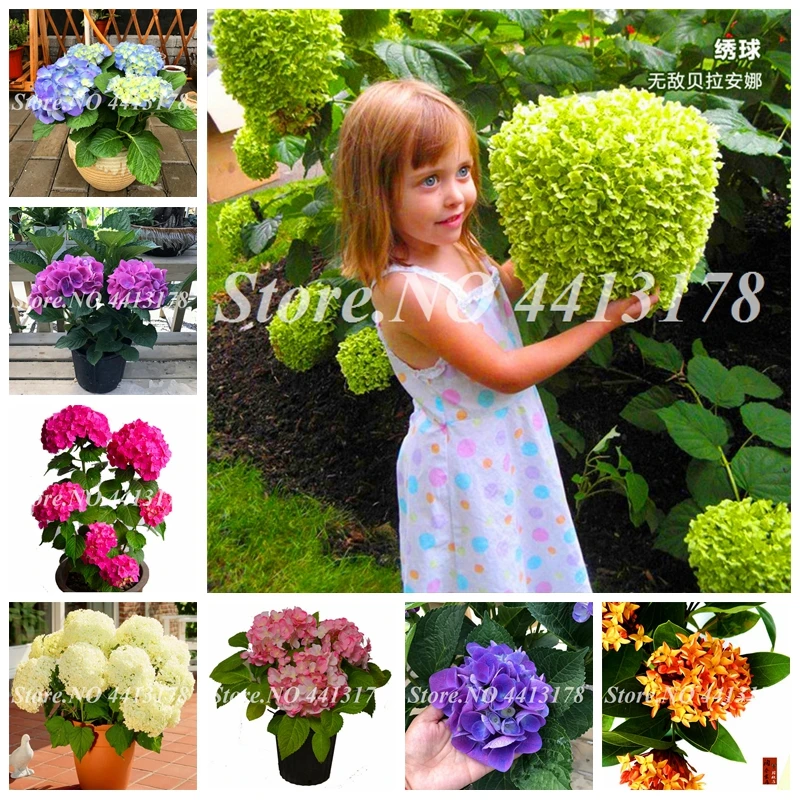 20 pcs/ bag Colored Hydrangea Bonsai Beautiful Multi-color Potted Plants Gorgeous Balconies Flowers Plants Home Garden Planting
20 pcs/ bag Colored Hydrangea Bonsai Beautiful Multi-color Potted Plants Gorgeous Balconies Flowers Plants Home Garden Planting