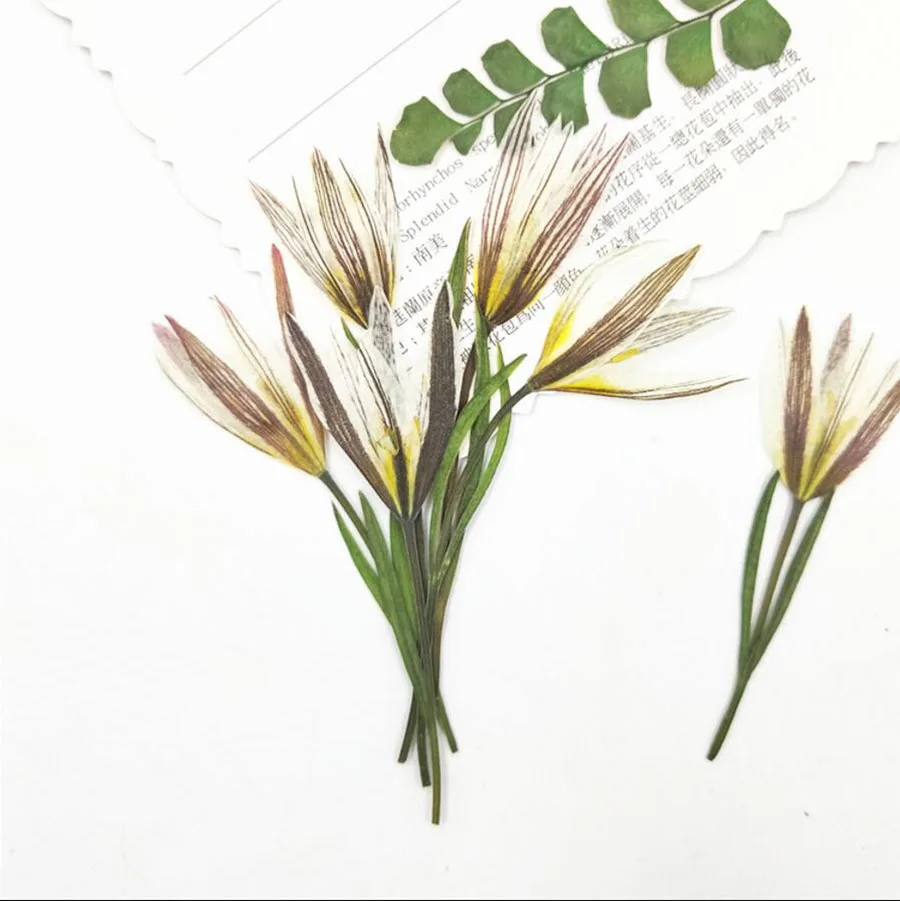 60pcs 4-6cm Pressed Dried Tulipa Edulis Flowers Plant Herbarium Jewelry Postcard Invitation Card Phone Case Bookmark Craft DIY
60pcs 4-6cm Pressed Dried Tulipa Edulis Flowers Plant Herbarium Jewelry Postcard Invitation Card Phone Case Bookmark Craft DIY