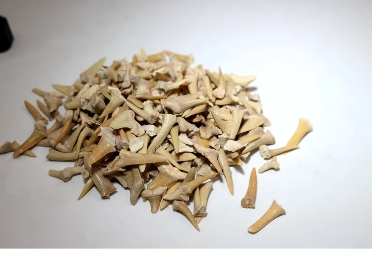 Natural Animal Fossil Shark Tooth Fossil TSpecimen Ancient Extinct Specimen Cut Polular Science Teaching Specimen
Natural Animal Fossil Shark Tooth Fossil TSpecimen Ancient Extinct Specimen Cut Polular Science Teaching Specimen