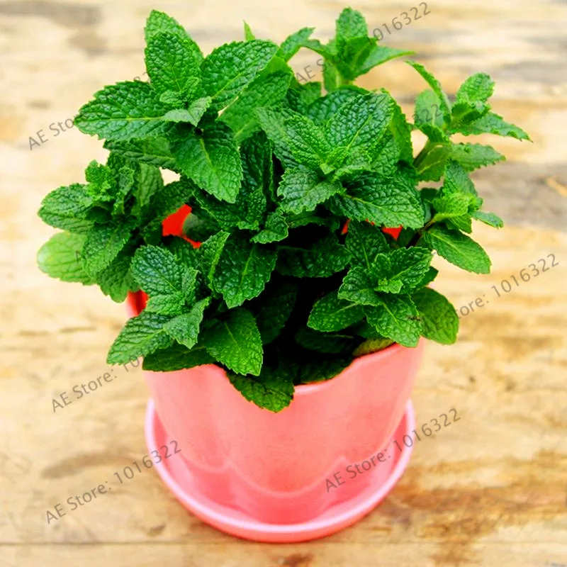 100pcs/bag Mint floresling potted herb edible Plants in bonsai or pot Organic Plantas vegetables for home and garden
100pcs/bag Mint floresling potted herb edible Plants in bonsai or pot Organic Plantas vegetables for home and garden