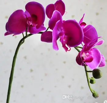 Display flower Moth Orchid flower butterfly orchid artificial flower for home wedding decoration whole saler free shipping
Display flower Moth Orchid flower butterfly orchid artificial flower for home wedding decoration whole saler free shipping