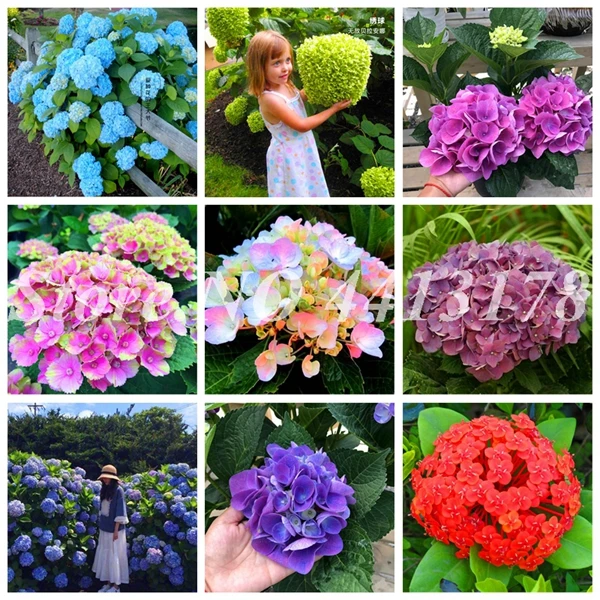 Free Shipping 100pcs Hydrangea Bonsai Hydrangea paniculata Vanilla Naturia Hydrangea Macrophylla flower for Home Garden planting
Free Shipping 100pcs Hydrangea Bonsai Hydrangea paniculata Vanilla Naturia Hydrangea Macrophylla flower for Home Garden planting