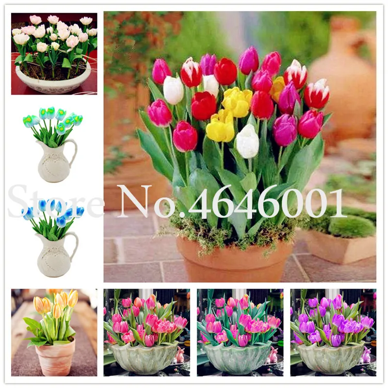 100 Pcs Tulip Bonsai, Not Tulip Bulbs,Hydroponic Perennial Garden Ice Cream Tulip,Didier's Tulip Garden Decoration Bonsai Flower
100 Pcs Tulip Bonsai, Not Tulip Bulbs,Hydroponic Perennial Garden Ice Cream Tulip,Didier's Tulip Garden Decoration Bonsai Flower