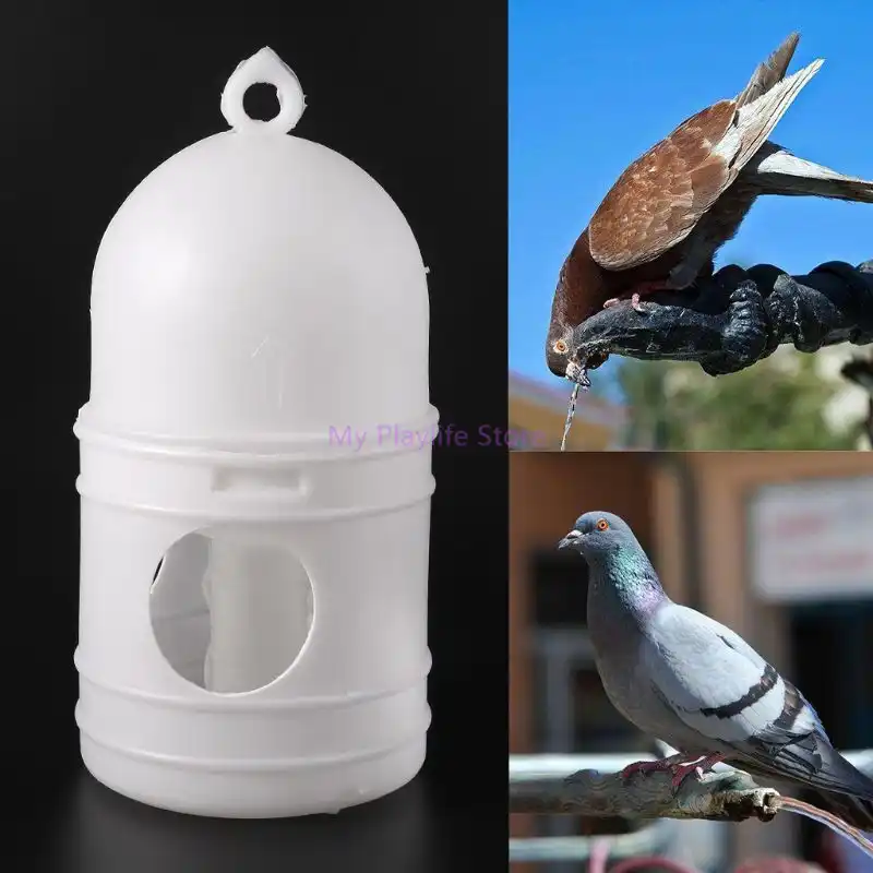 pigeon drinking bottle