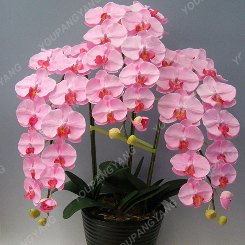 100pcsseeds/Bag Hydroponic Orchid bonsai Indoor Flowers plants Four Seasons Phalaenopsis Orchids bonsai For Home Gard
100pcsseeds/Bag Hydroponic Orchid bonsai Indoor Flowers plants Four Seasons Phalaenopsis Orchids bonsai For Home Gard