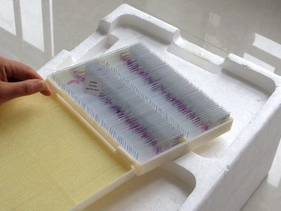 prepared microscope slides (81)